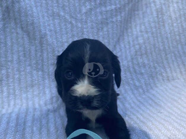 Beautiful Cocker Spaniel Puppies for sale in Hook, East Riding of Yorkshire - Image 5