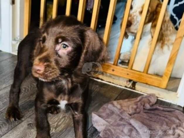 Beautiful cocker spaniel puppies for sale in Ipswich, Suffolk