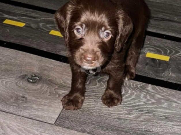 Cocker Spaniel Puppies for sale in Suffolk