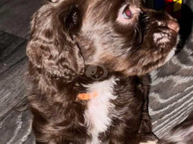 Cocker Spaniel Puppies for sale