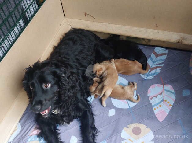 Beautiful Cocker Spaniel puppies for sale in Kilbirnie, North Ayrshire