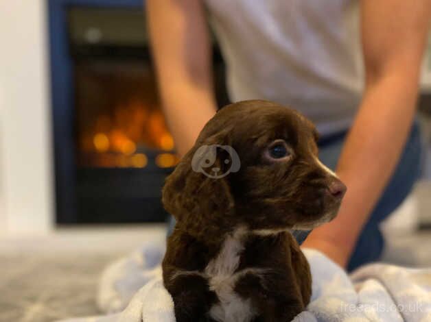 Beautiful cocker spaniel puppies for sale in Middlesbrough, North Yorkshire