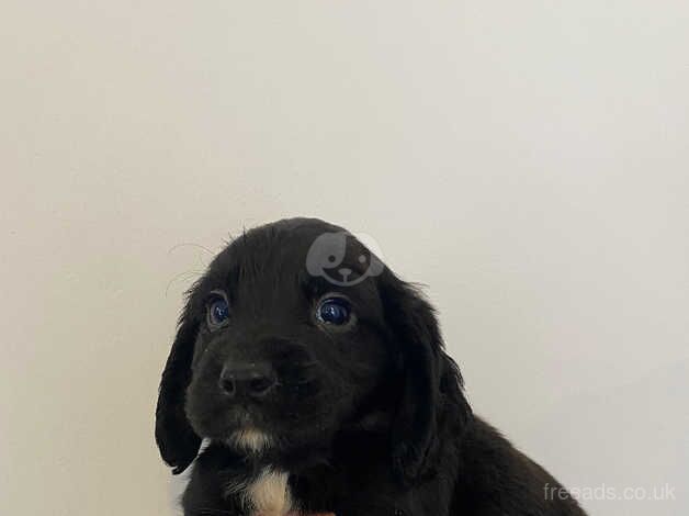 Cocker Spaniels for sale in Middlesbrough, North Yorkshire