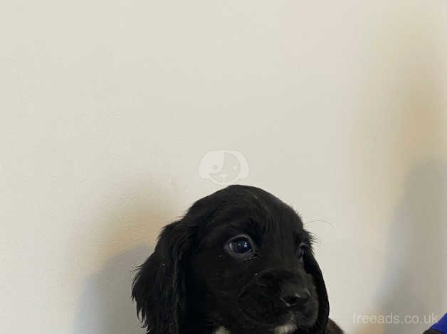 Cocker Spaniel Puppies for sale in North Yorkshire