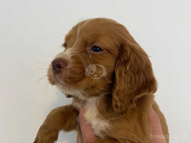 Cocker Spaniel Puppies for sale