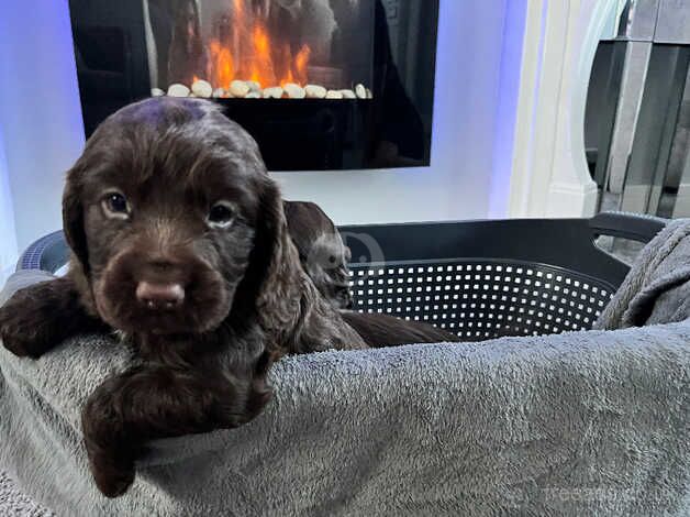 Beautiful cocker spaniel puppies for sale in Sandhurst, Gloucestershire - Image 2