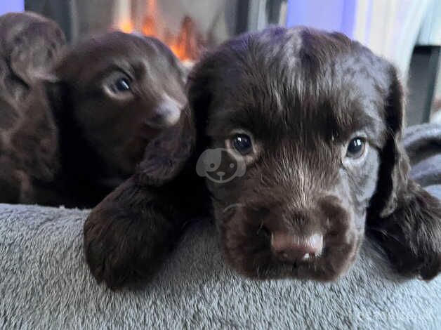 Cocker Spaniel Puppies for sale in Gloucestershire