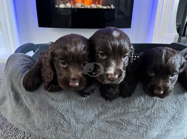 Cocker Spaniel Puppies for sale