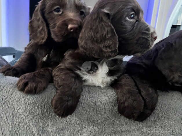 Beautiful cocker spaniel puppies for sale in Sandhurst, Gloucestershire - Image 5