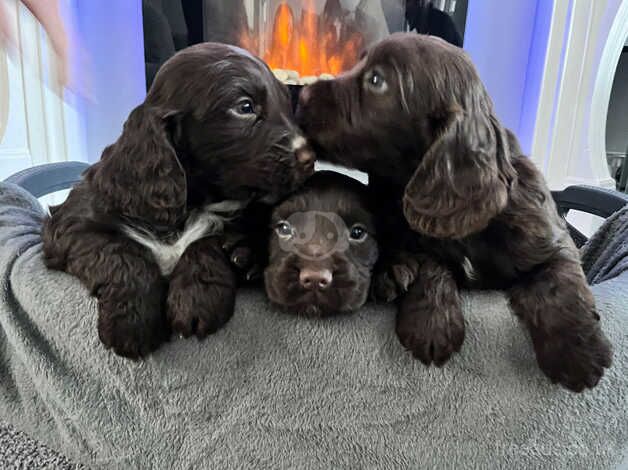 Beautiful cocker spaniel puppies for sale in Sandhurst, Gloucestershire