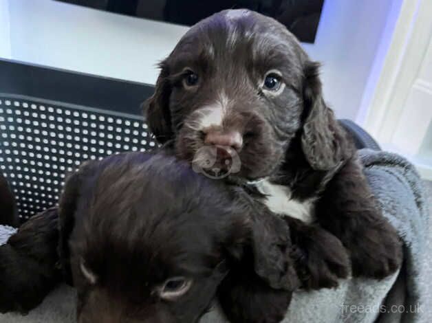 Beautiful cocker spaniel puppies for sale in Sandhurst, Gloucestershire - Image 2