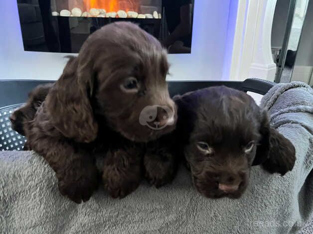 Cocker Spaniel Puppies for sale in Gloucestershire