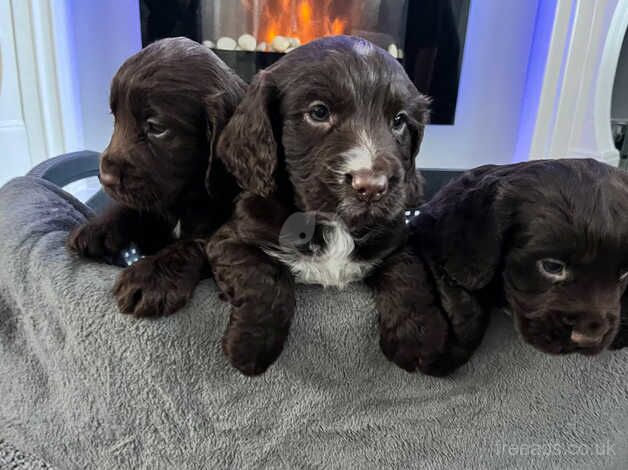 Cocker Spaniel Puppies for sale