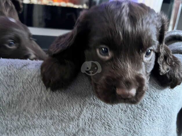 Beautiful cocker spaniel puppies for sale in Sandhurst, Gloucestershire - Image 5