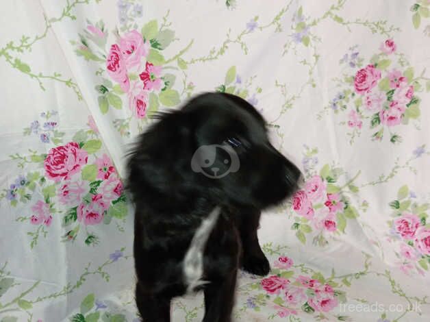 Beautiful cocker spaniel puppies for sale in Sittingbourne, Kent