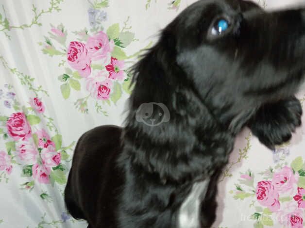 Cocker Spaniels for sale in Sittingbourne, Kent