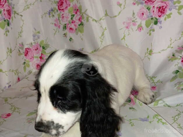 Cocker Spaniel Puppies for sale in Kent