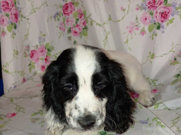 Cocker Spaniel Puppies for sale