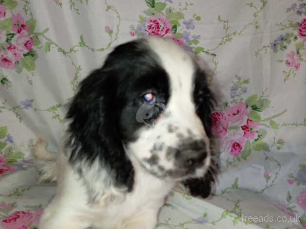 Beautiful cocker spaniel puppies for sale in Sittingbourne, Kent - Image 5