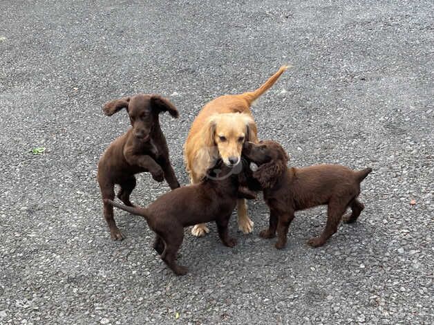 Beautiful cocker spaniel puppies for sale in Skelmersdale, Lancashire