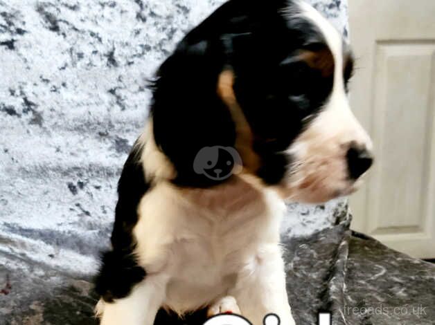 Beautiful cocker spaniel puppies for sale in Swadlincote, Derbyshire - Image 3