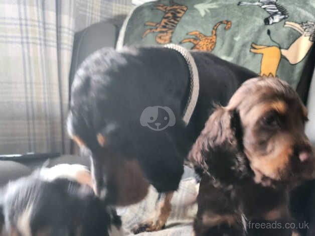 Beautiful cocker spaniel puppies for sale in Swadlincote, Derbyshire - Image 4