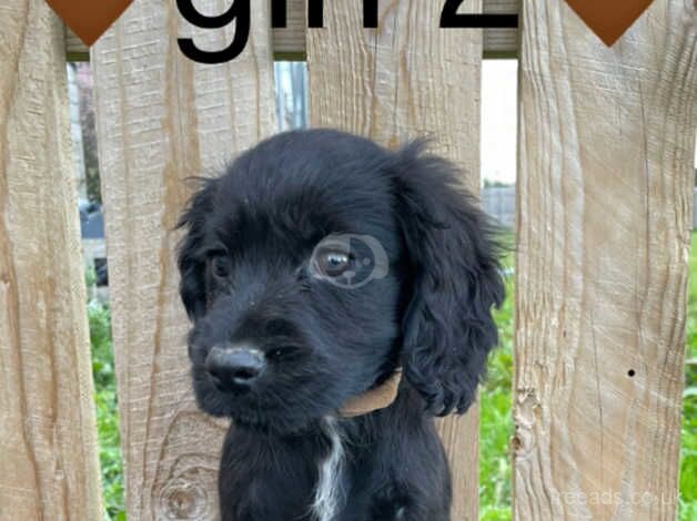 Beautiful Cocker Spaniel Puppies for sale in Wisbech, Cambridgeshire - Image 2