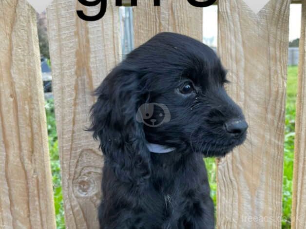 Cocker Spaniel Puppies for sale in Cambridgeshire