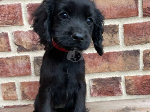 Beautiful Cocker Spaniel Puppies for sale in Wisbech, Cambridgeshire - Image 5