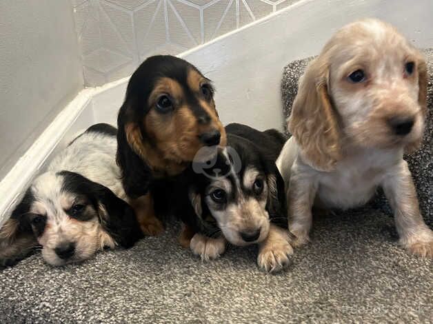 Beautiful Cocker spaniel puppies. Ready now! for sale in Leicester, Leicestershire