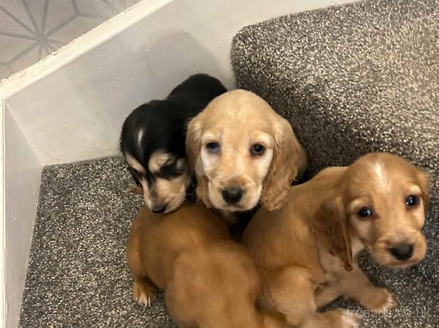 Cocker Spaniel Puppies for sale