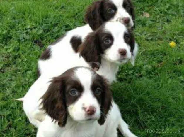 Beautiful cocker spaniel puppy £300 for sale in Flint Cross, Cambridgeshire