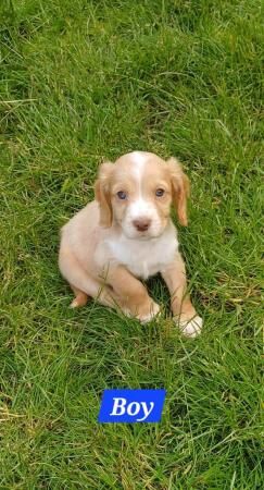 Beautiful Cocker Spaniel Puppy's for sale in Matlock, Derbyshire - Image 1