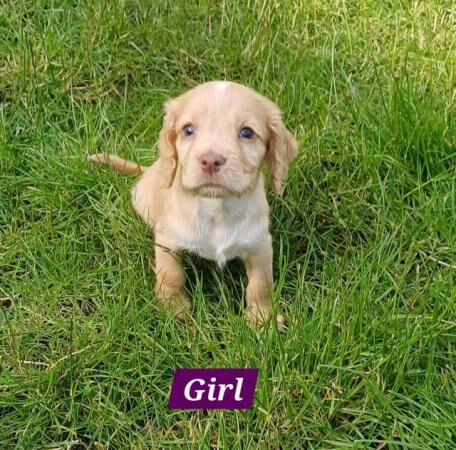 Beautiful Cocker Spaniel Puppy's for sale in Matlock, Derbyshire - Image 3