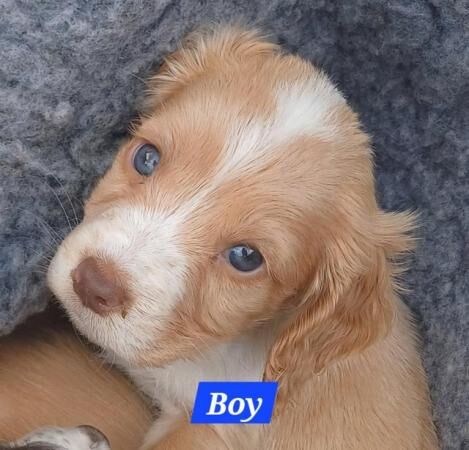 Beautiful Cocker Spaniel Puppy's for sale in Matlock, Derbyshire - Image 5