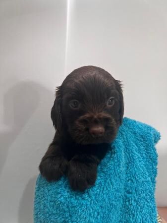 Beautiful cocker spaniel puppy's for sale in Liverpool, Merseyside