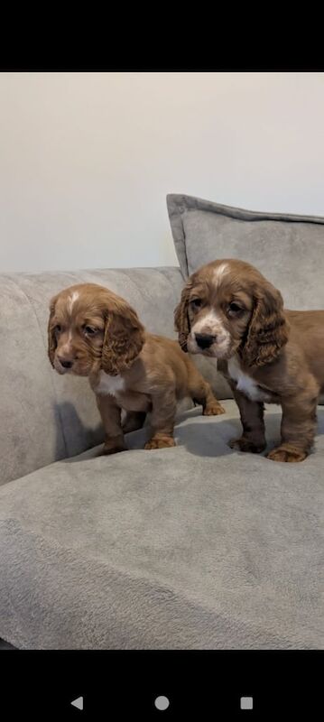 Beautiful Cocker Spaniel Puppys for sale in Northfleet, Kent