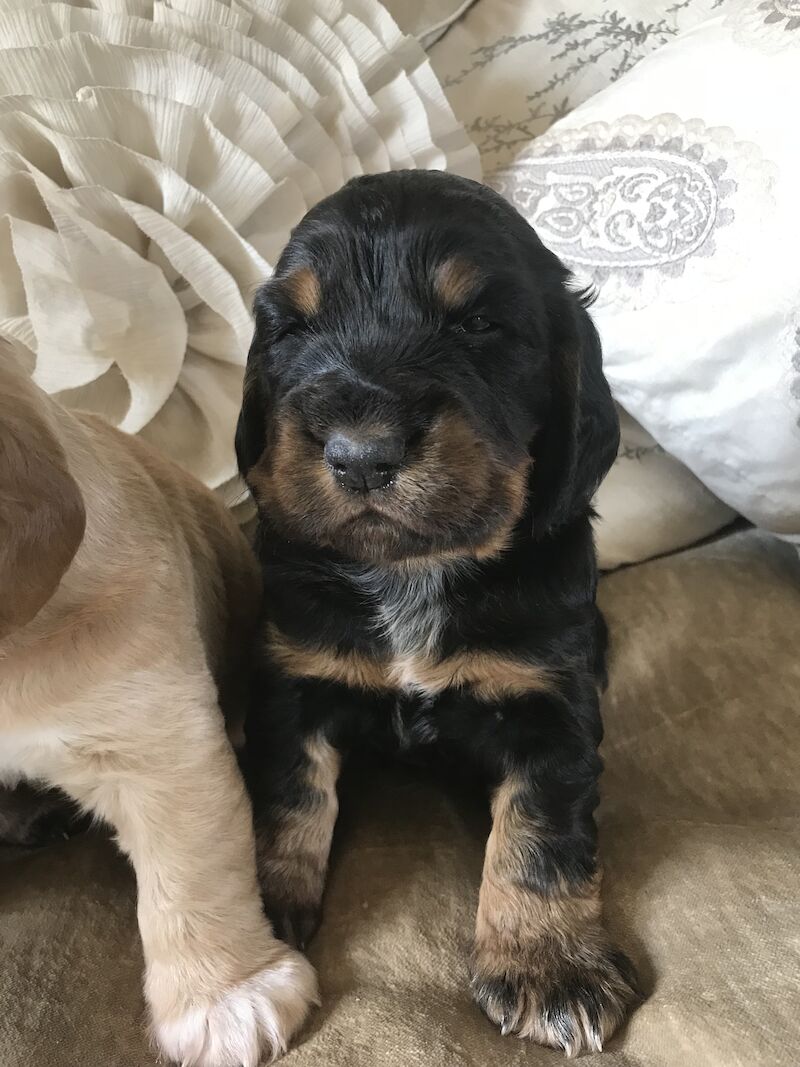💙💙💙READY NOW ONE BLK TAN BOY FOR SALE LEFT 💙💙💙 for sale in Staffordshire - Image 6