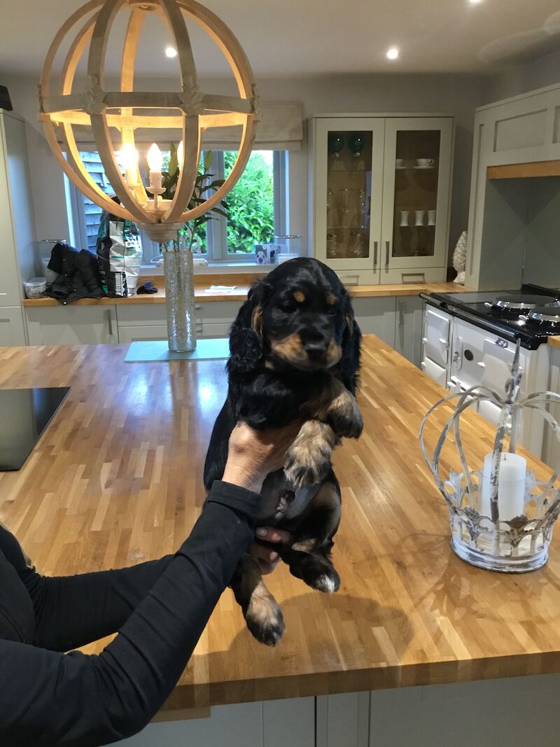 💙💙💙READY NOW ONE BLK TAN BOY FOR SALE LEFT 💙💙💙 for sale in Staffordshire - Image 3