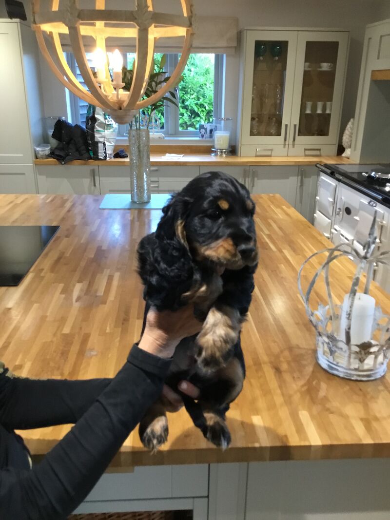 💙💙💙READY NOW ONE BLK TAN BOY FOR SALE LEFT 💙💙💙 for sale in Staffordshire - Image 7
