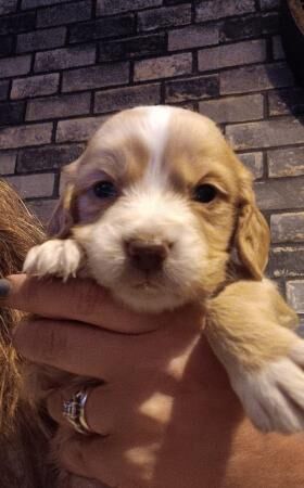 Beautiful Cocker Spaniel pups for sale in Matlock, Derbyshire - Image 1