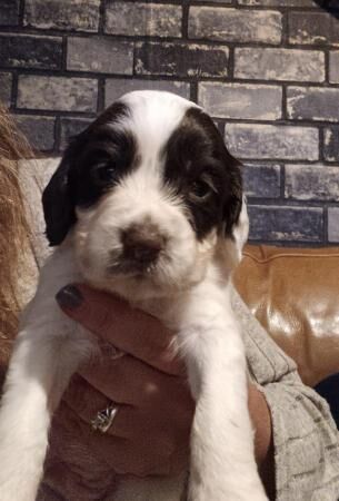 Beautiful Cocker Spaniel pups for sale in Matlock, Derbyshire - Image 3