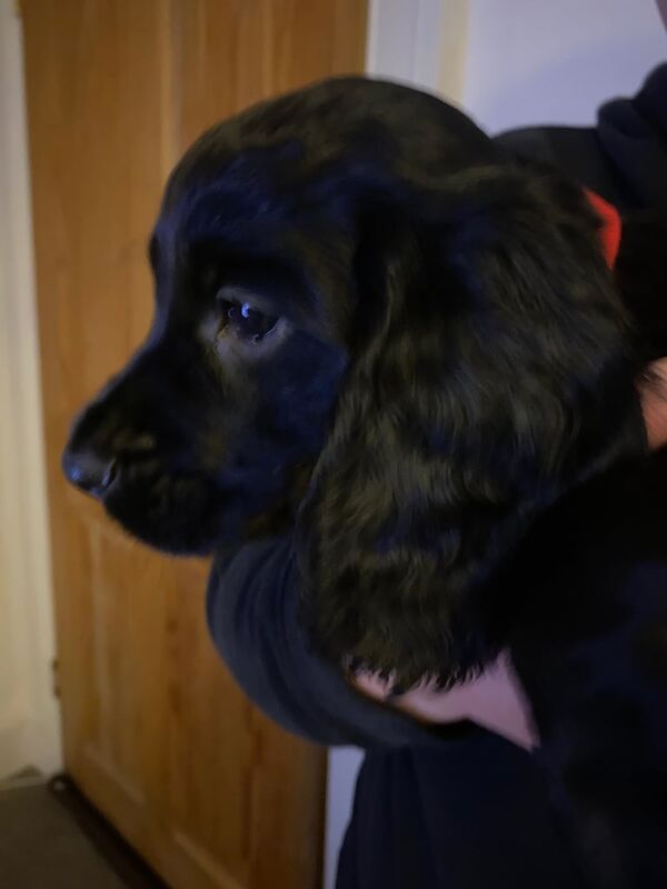 Beautiful cocker spaniel pups for sale in Blairgowrie, Perth and Kinross