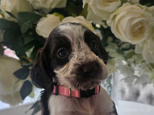 Beautiful cocker spaniel pups for sale in Southampton, Hampshire