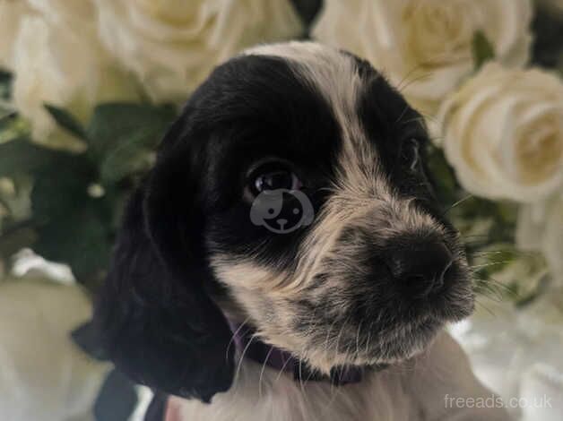 Beautiful cocker spaniel pups for sale in Southampton, Hampshire - Image 2