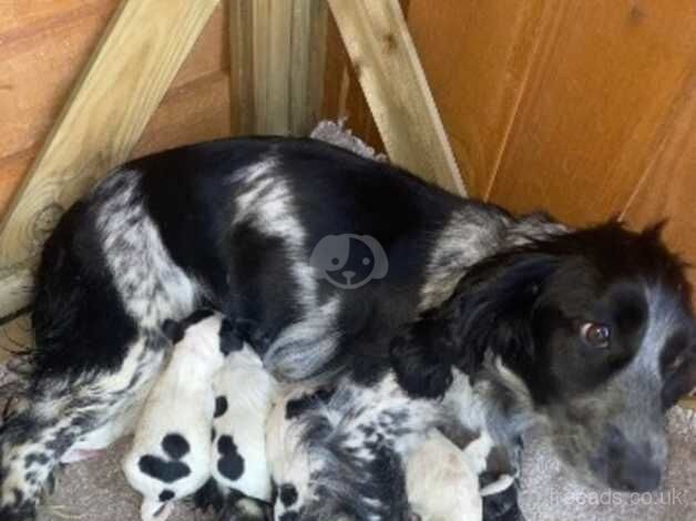 Beautiful cocker spaniel pups for sale in Southampton, Hampshire - Image 3