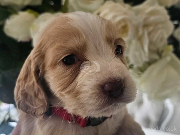 Beautiful cocker spaniel pups for sale in Southampton, Hampshire - Image 4