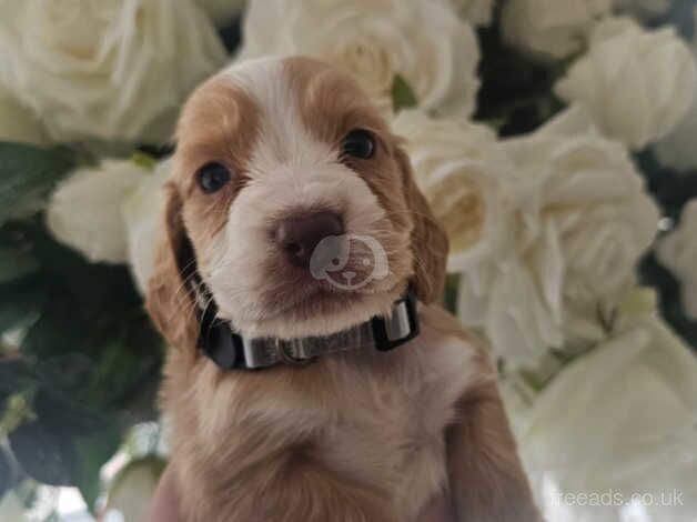 Beautiful cocker spaniel pups for sale in Southampton, Hampshire - Image 5