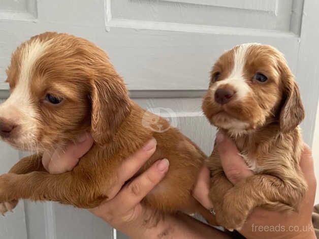 Beautiful cocker spaniel pups for sale in Walsall, West Midlands