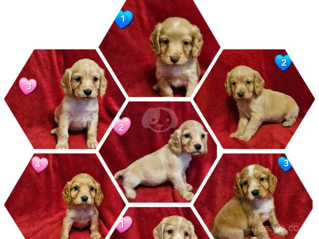 Beautiful COCKER SPANIEL PUPS for sale in Corwen, Denbighshire